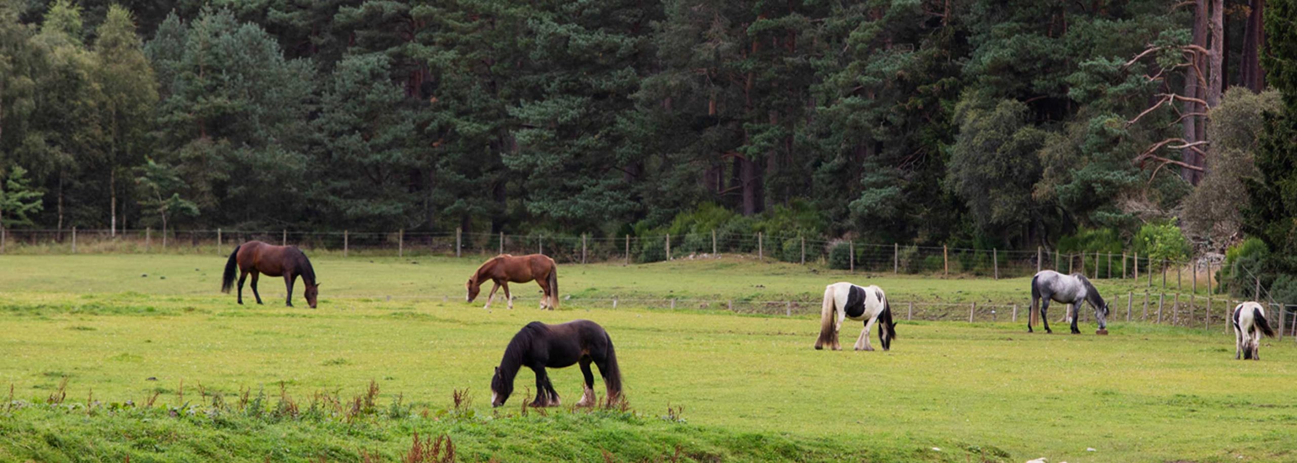 Horse Paddock