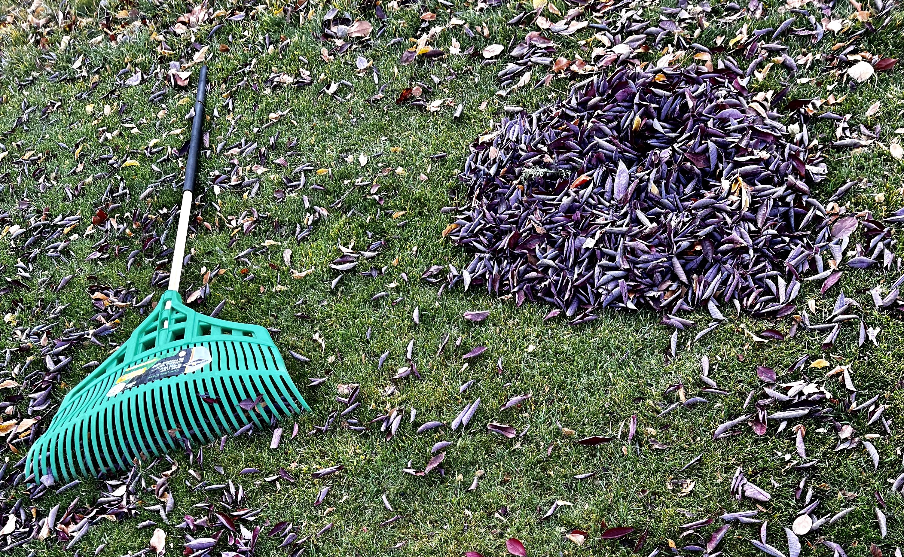 a rake and leaves on a lawn